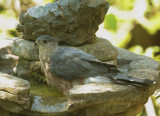 Cooper's Hawk, bathing