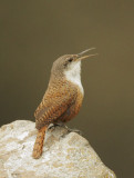 Canyon Wren, singing