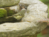 Ruby-crowned Kinglet