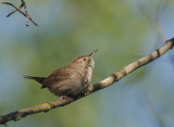 House Wren, perched