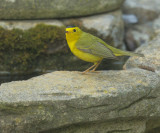 Wilson's Warbler