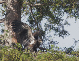 Bald Eagle, nestling