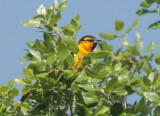 Bullock's Oriole, male