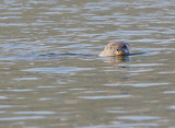 Critters other than birds