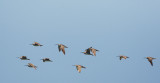 Whimbrels