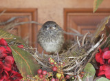 Dark-eyed Junco, juvenile, 2018