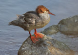 Common Merganser, female