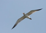 Caspian Tern, juvenile