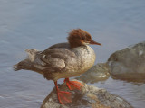 Common Mergansers