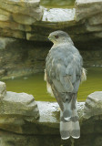 Cooper's Hawk, male