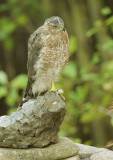 Cooper's Hawk, second cycle