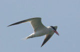 Caspian Tern