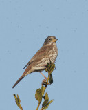 Fox Sparrow