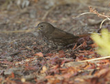 Fox Sparrow