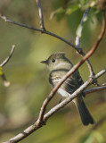 Pacific-slope Flycatcher