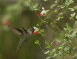 Anna's Hummingbird, male