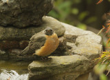 American Robin, puffed up