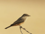 Say's Phoebe