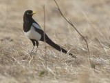 Yellow-billed Magpie