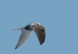 White-tailed Kite