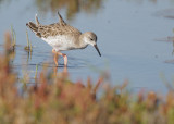 Ruff, female