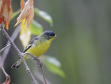 Lesser Goldfinch, male