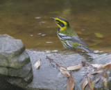 Townsend's Warbler, male