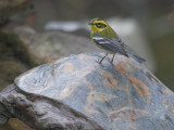Townsend's Warbler, female