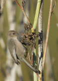 Bushtit, male