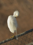 Snowy Egrets