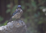 California Scrub-Jay