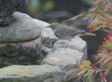 Hermit Thrushes