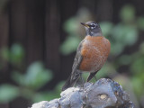 American Robin, female