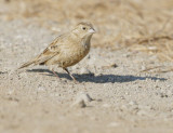 Chestnut-collared Longspur