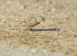 Chestnut-collared Longspur