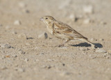 Chestnut-collared Longspur