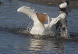 American White Pelican