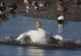 American White Pelican