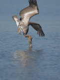 Brown Pelican, diving 2