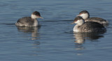Horned Grebes