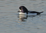 Barrow's Goldeneye, male