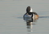 Hooded Merganser, male
