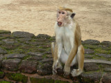 Mammals of Asia