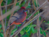 Birds of Bolivia 2013