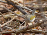 Birds of Burkina Faso 2018