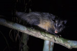 Mammals of South America