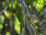 Birds of Brazil 2018