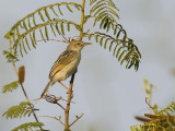 Birds of Mozambique - Zimbabwe 2016