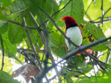 Birds of Paradise