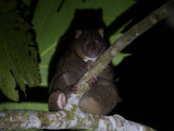 Mammals of Asia